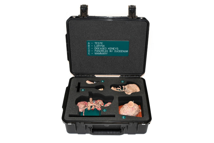Endocrine anatomy kit storage case