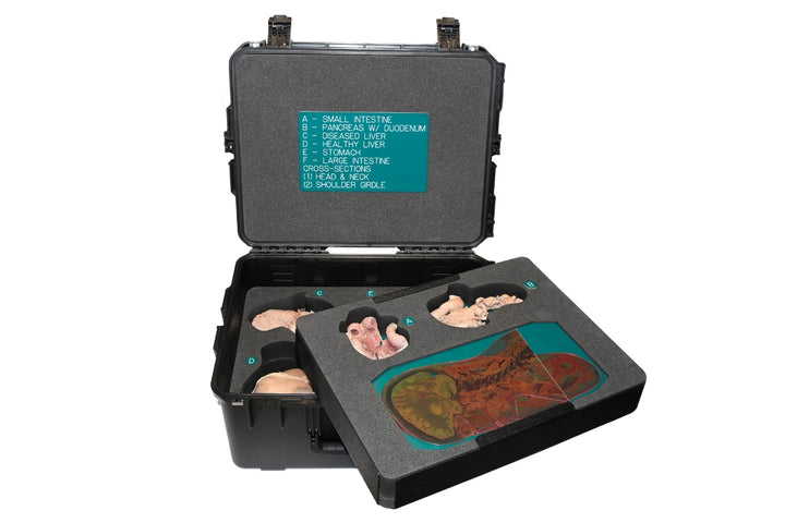 Digestive Anatomy Kit Storage Case