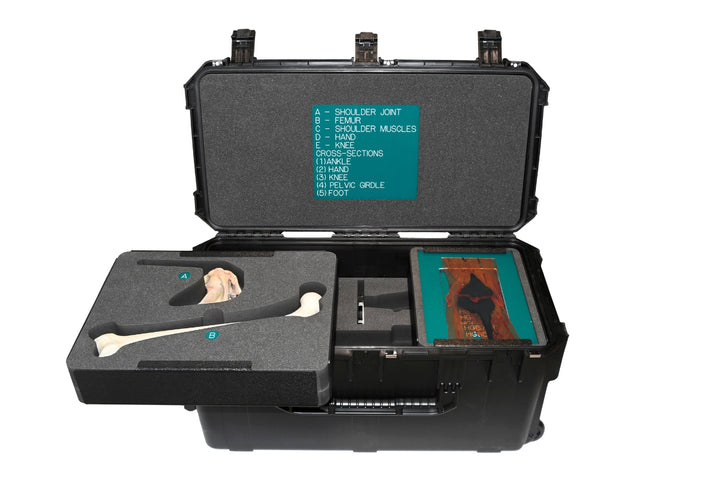 Musculoskeletal anatomy kit storage case