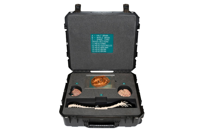 Nervous System anatomy kit storage case